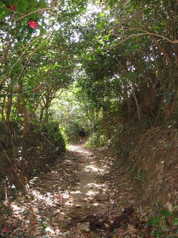 Hisakajima Camellia Primeval Forest