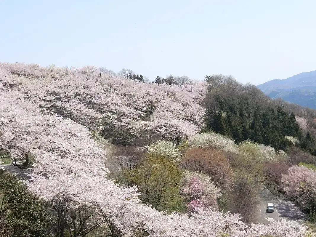 Fujioka Sakura Festival (Sakurayama Park)