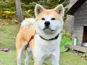 Happipenshon