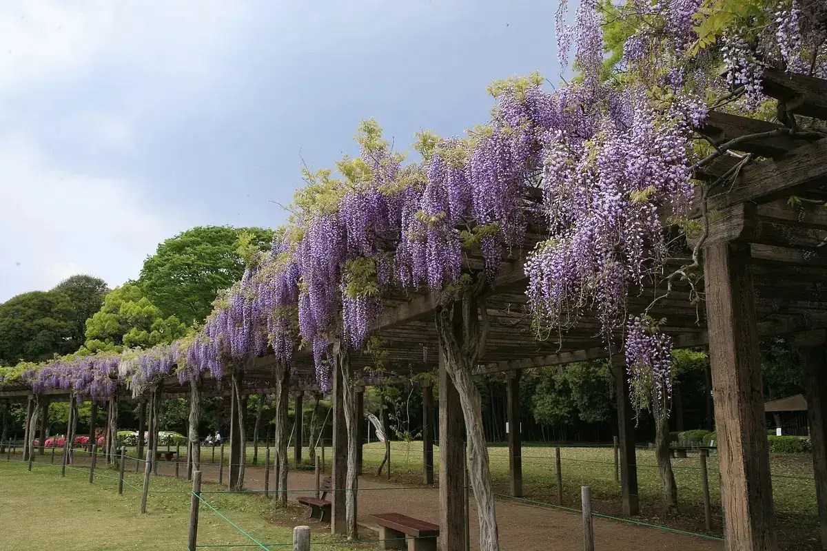 Prefectural Tatara Numa Park