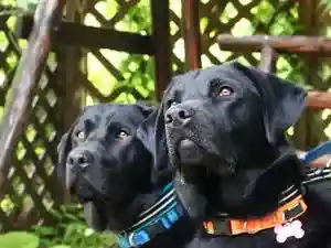 Inu To Toma Reru Kashibesso Mirizu Rabu