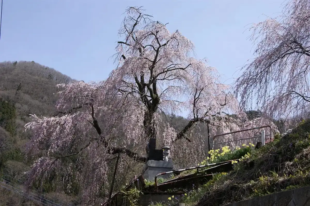 Chusei Tera