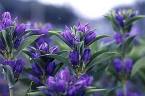 Ashiro Gentians