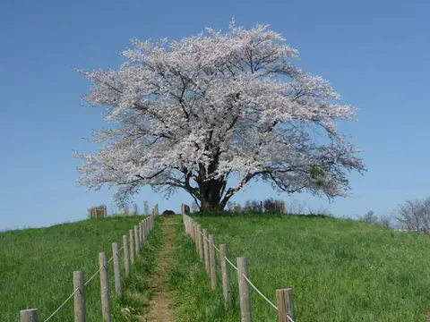 Tamenai Lone Cherry Tree
