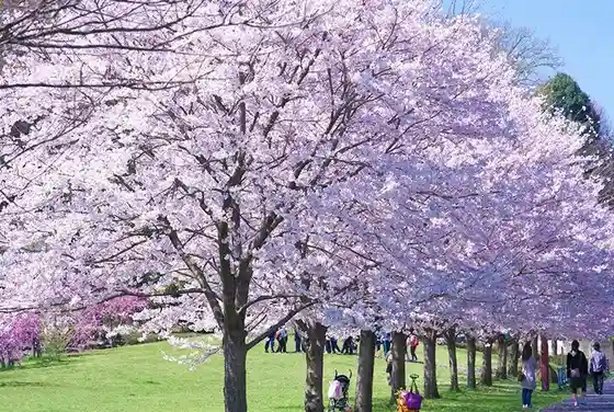 Katakura Castle Ruins Park