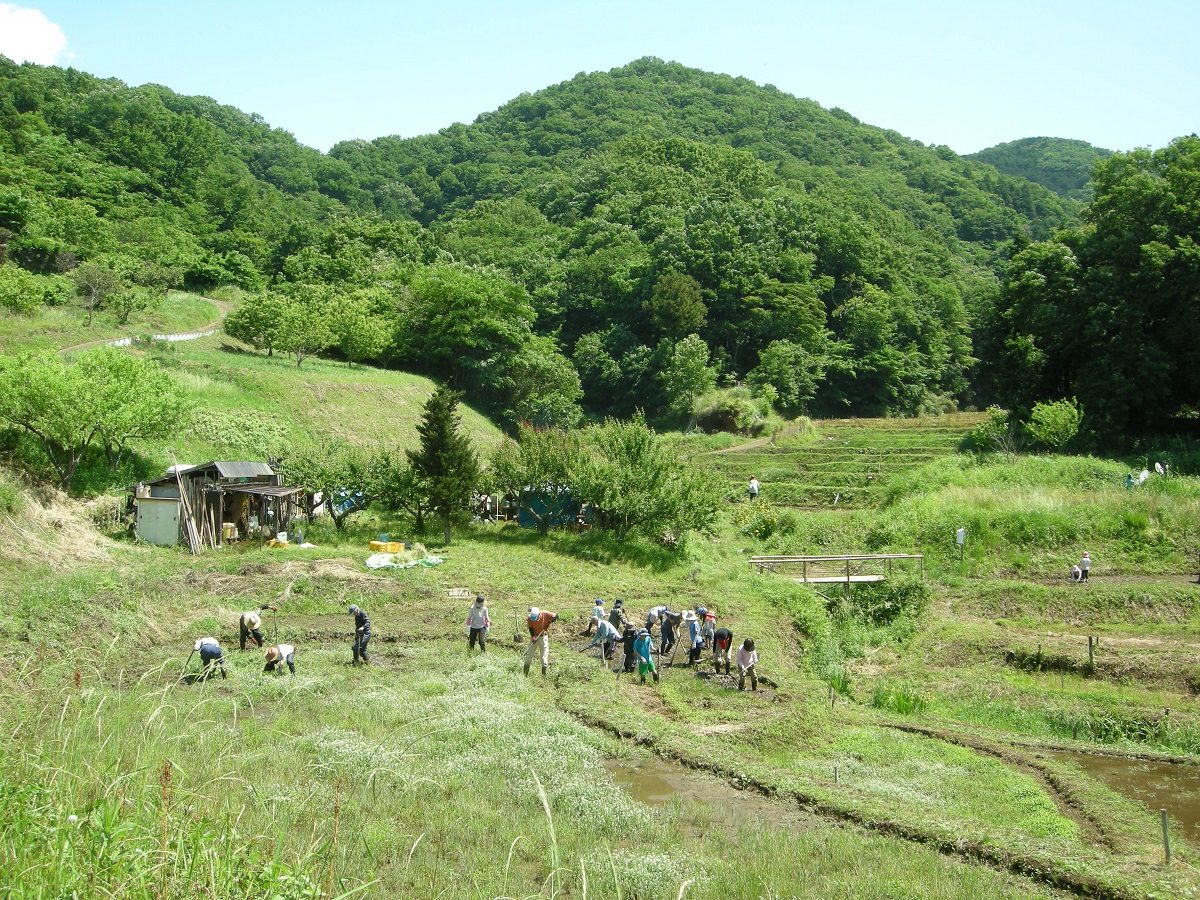 Nakogi Terraced Rice Fields