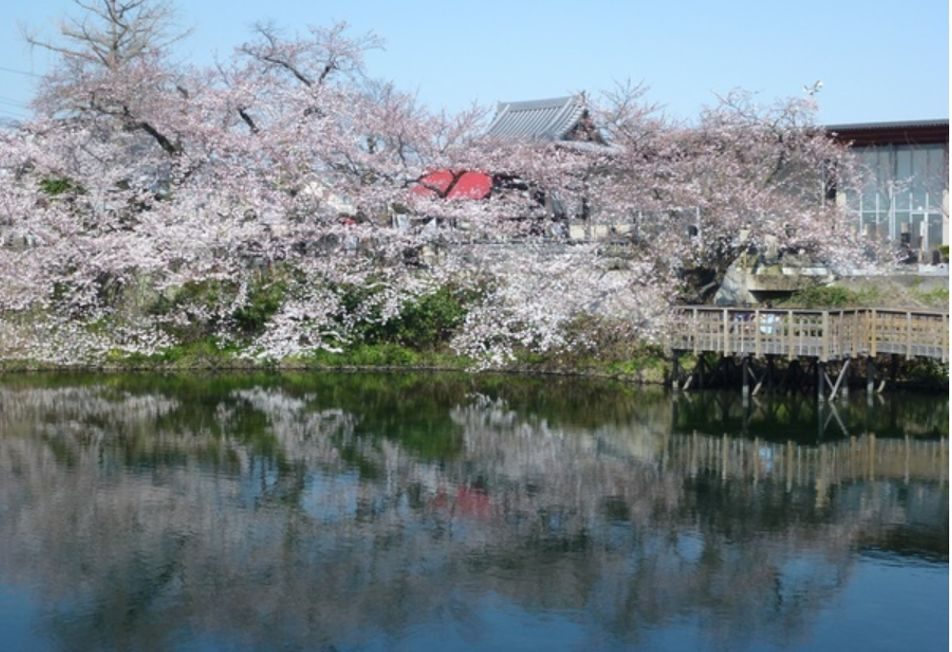Imaizumi Meisui Sakura Park