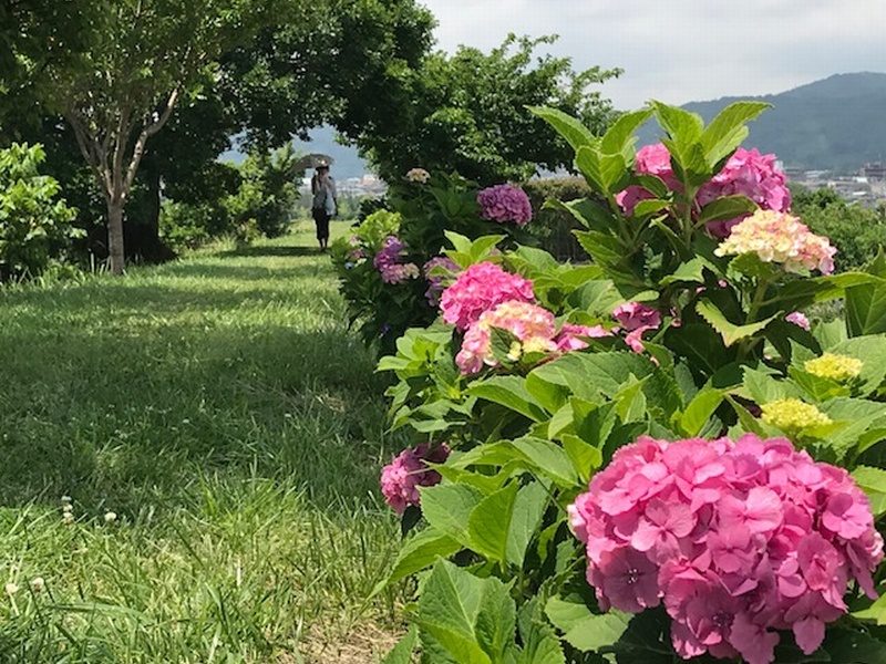 Tsurumaki Hydrangea Walking Path