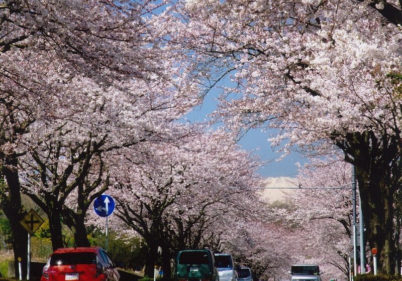 Hadano Cherry Blossom Road
