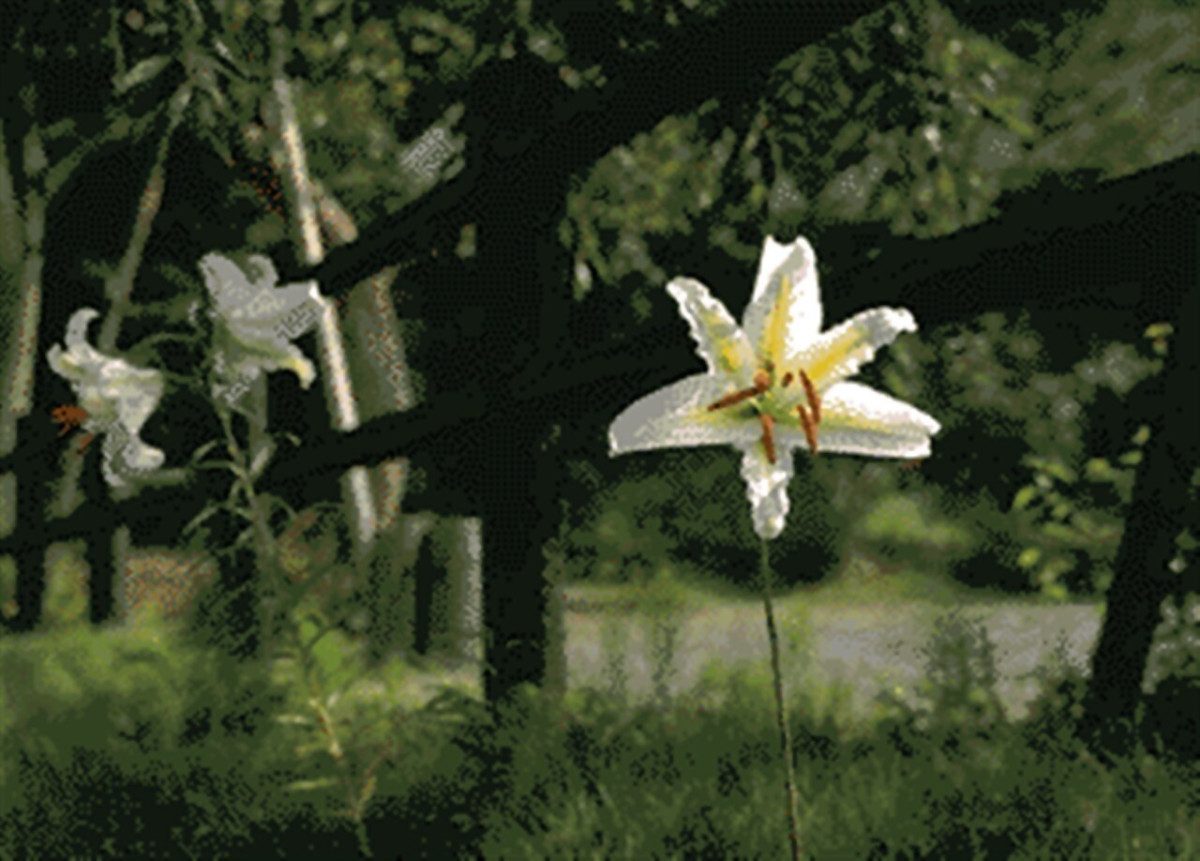 Minoge Nature Observation Forest