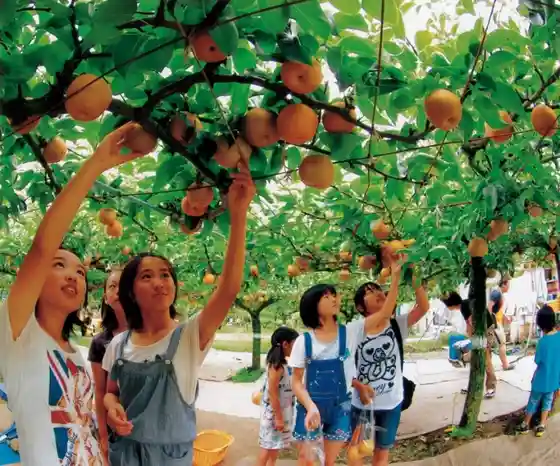 Kaneda Orchard