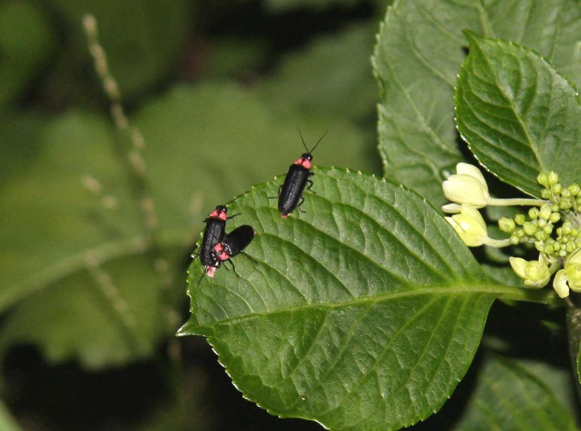 Hakone-Yumoto Firefly Park