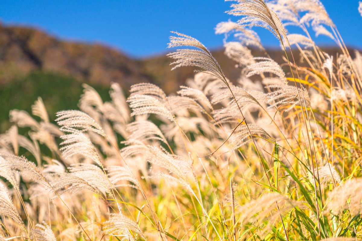 Sengokuhara Pampas Grassland