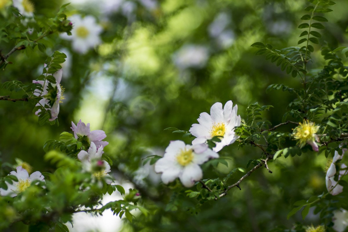 Sansho Roses near Komagatake Summit