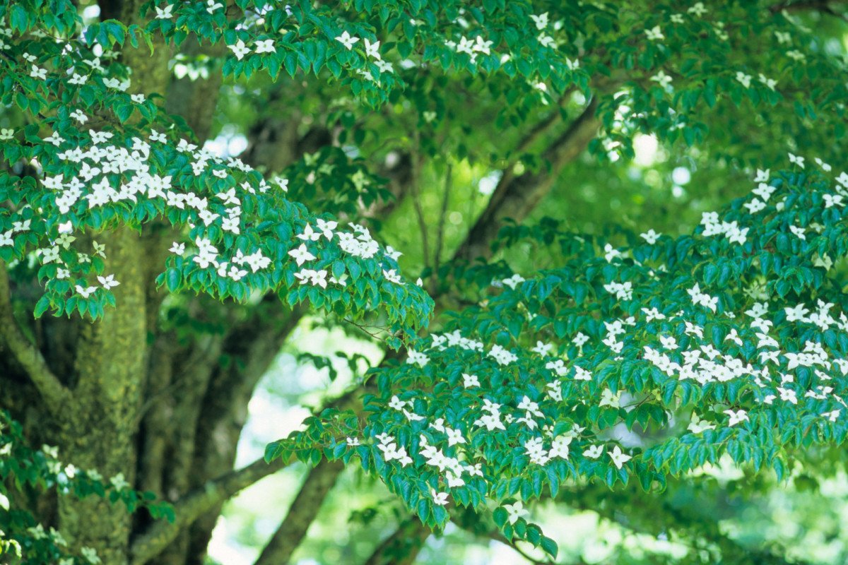 Kousa Dogwood around Lake Ashi