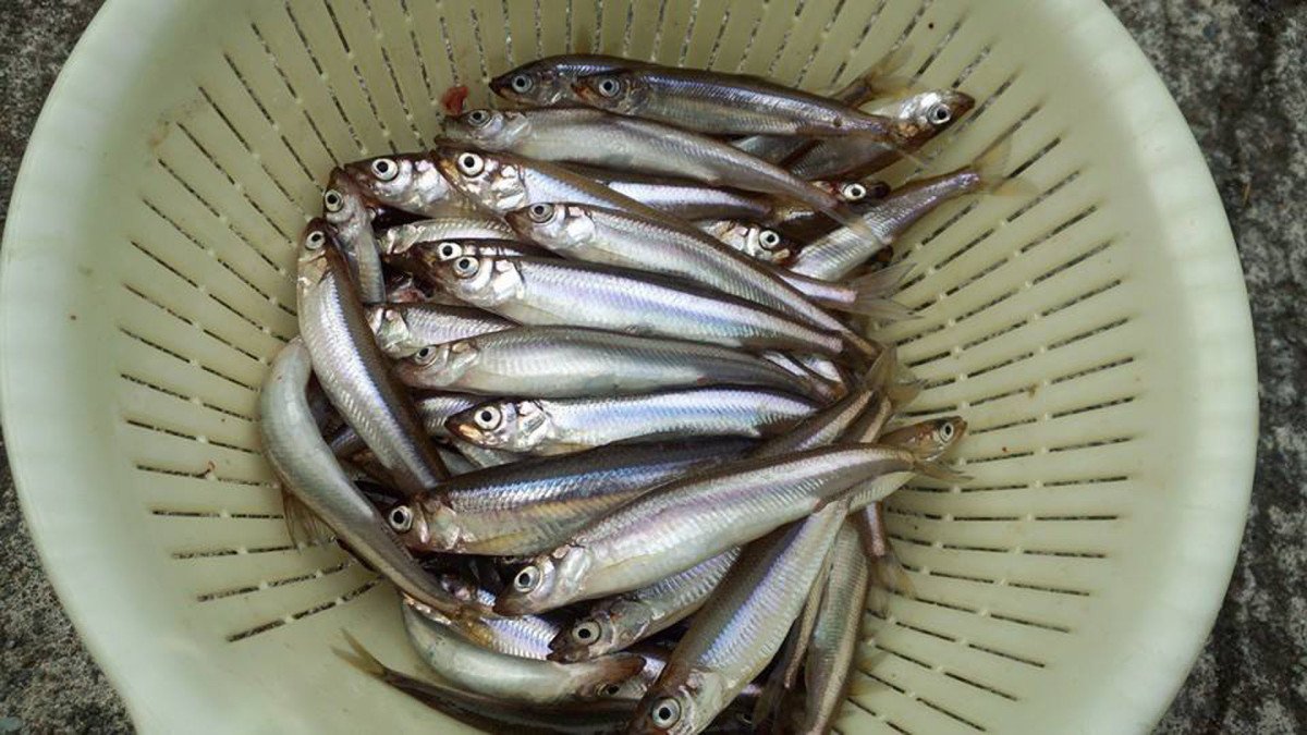 Lake Ashi Shore (Smelt Fishing and Lunch)