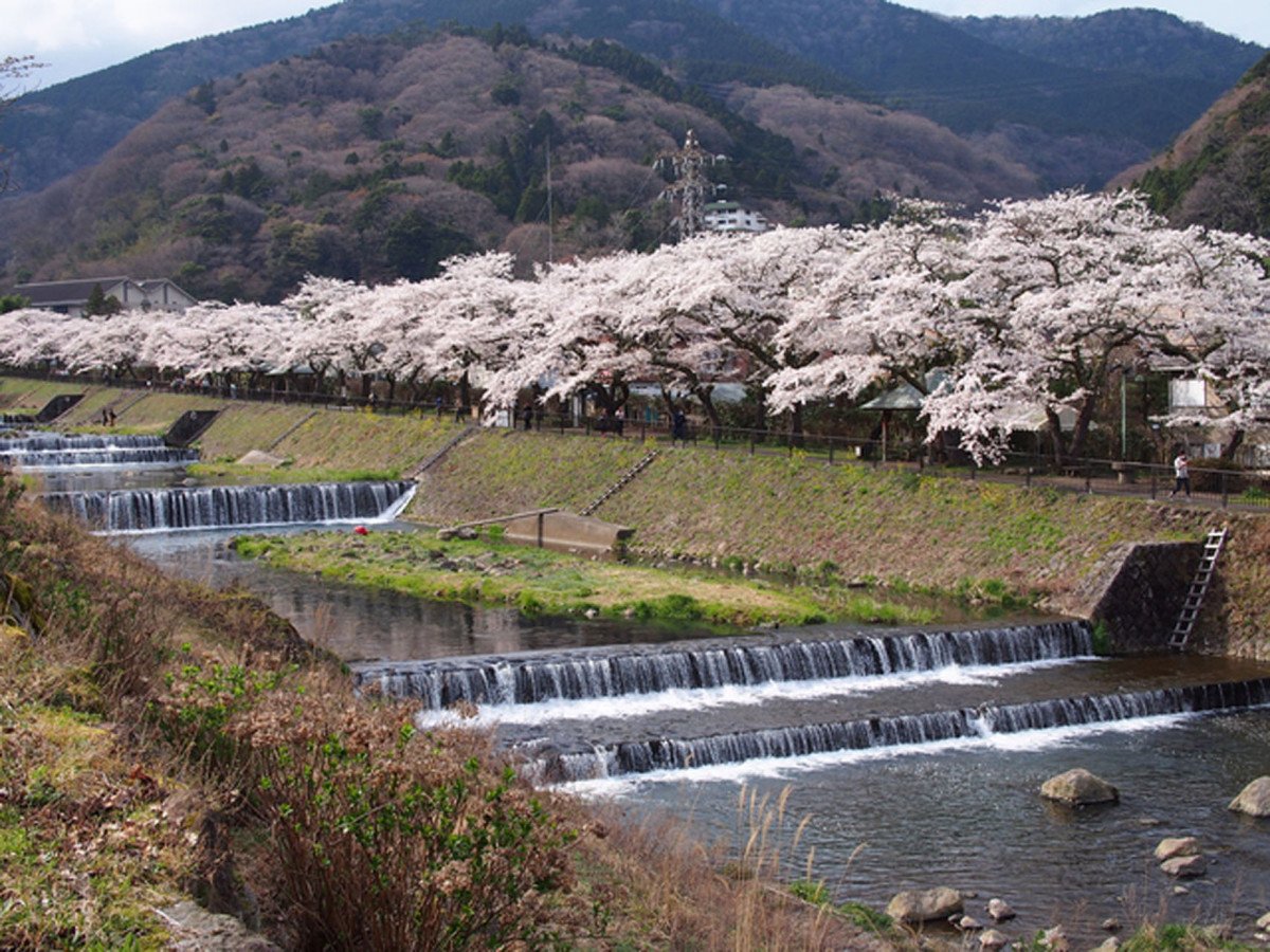 Miyagino Hayakawa Tsutsumi Cherry Blossoms