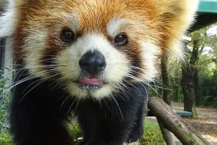 Hi no Tonton ZOO (Hamura Dobutsu Park)