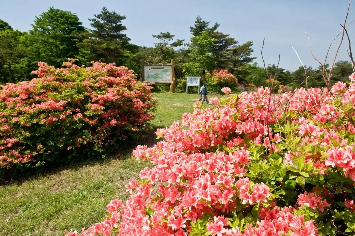 Mt. Hashikami