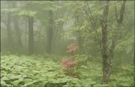 Mt. Hashikami West Trail (Seseragi Park Course)