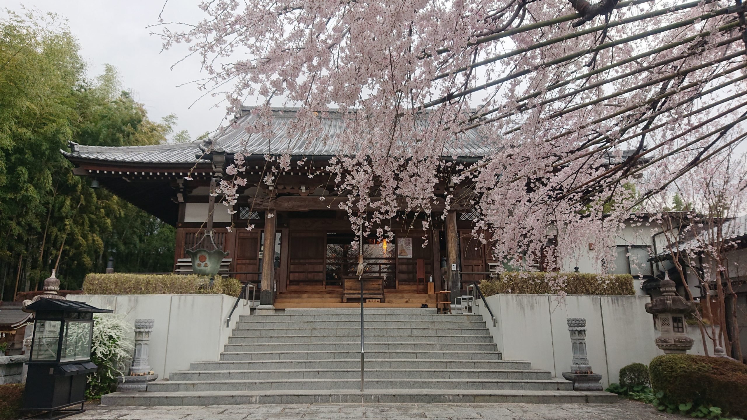 Shogun Cherry at Keifuku-ji