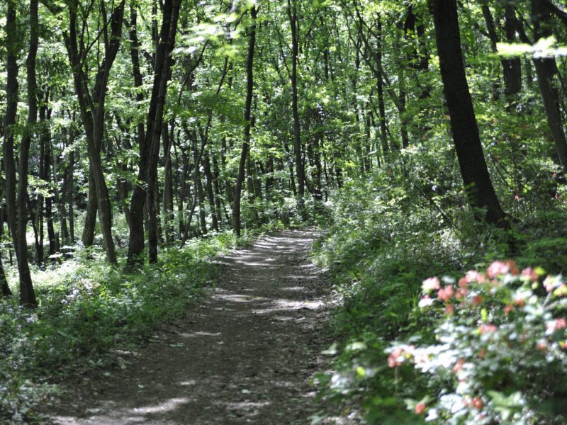 Ishizaka Forest