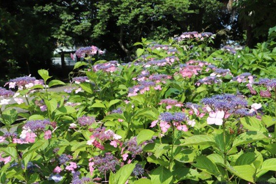 Hayama Sangaokayama Green Space