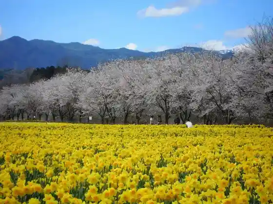 Daffodil Fields