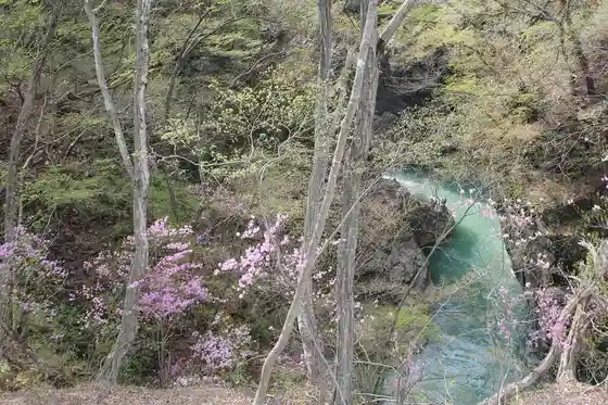Mitsuba Azaleas of Scenic Agatsuma Gorge