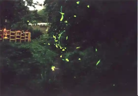 Hakoshima District Firefly Viewing