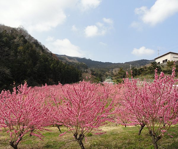 Flowering Peach Village