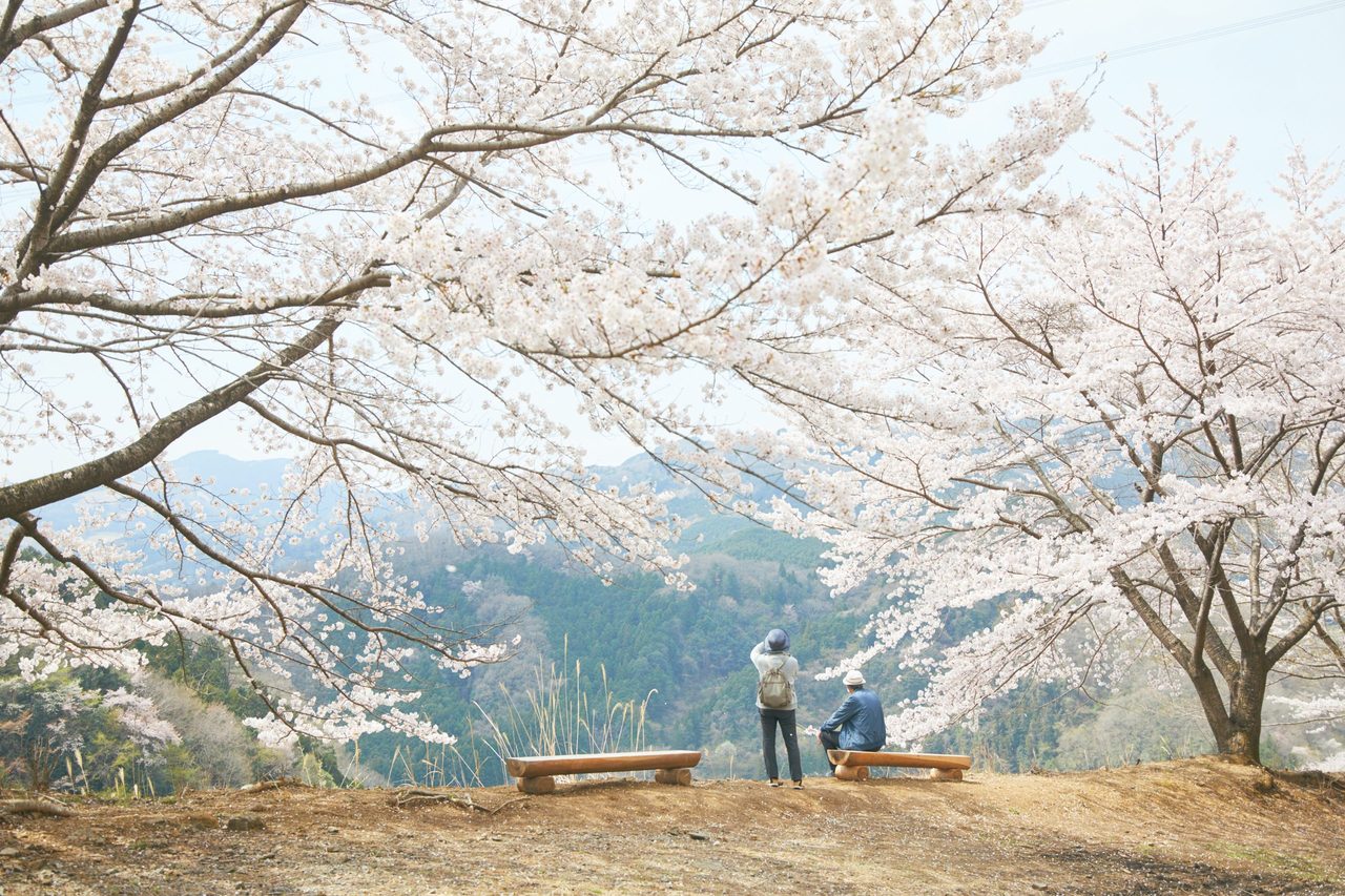 Torayama Thousand Cherry Trees