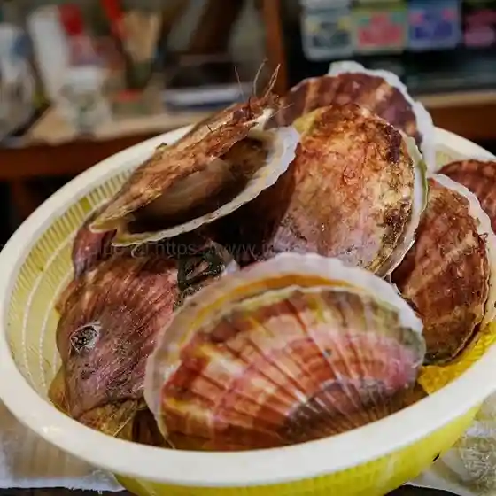 松楽