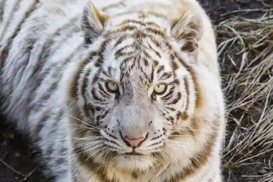 Izu Animal Kingdom