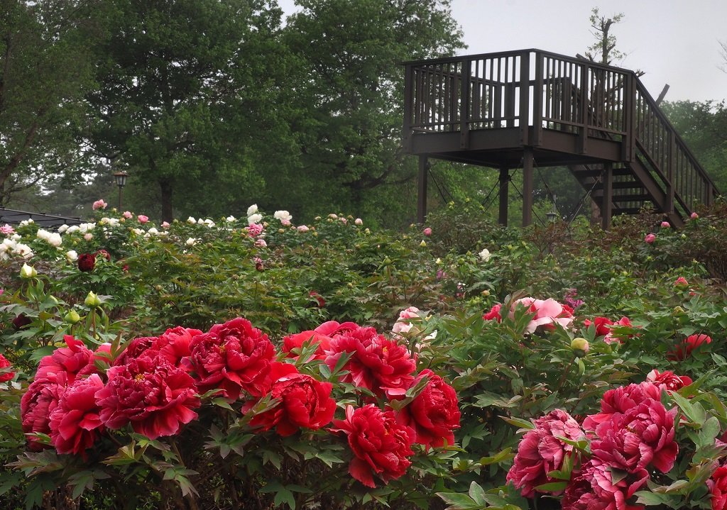 Higashimatsuyama Peony Garden