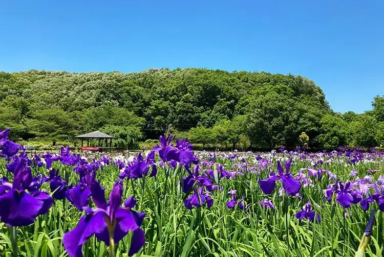 Kitayama Park