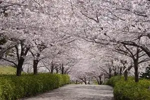 Odai Park