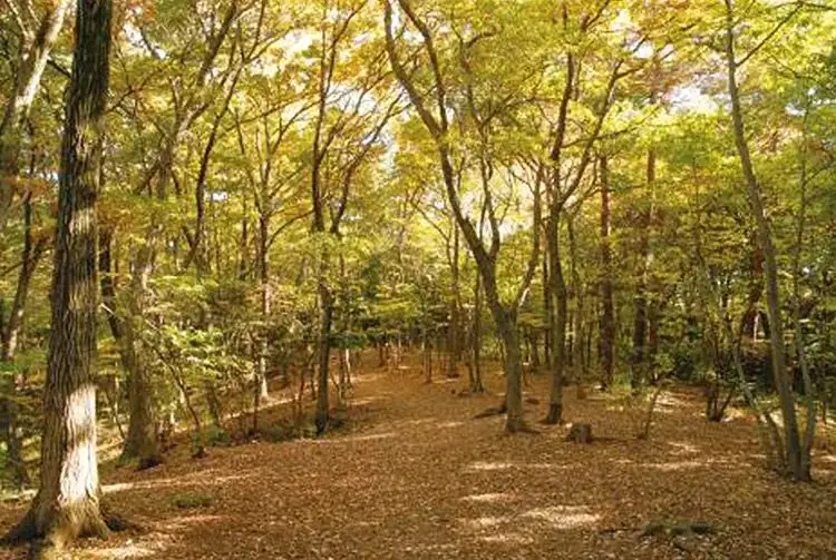 Higashiyamato Park