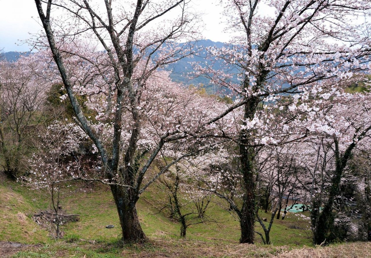 Sakuragaoka Park