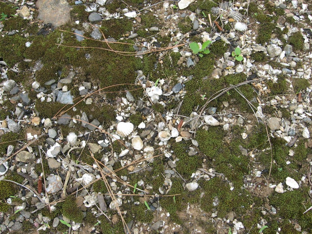 Ono Shell Mound