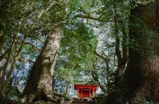 Thousand Camphor Trees of Onamuchi Shrine