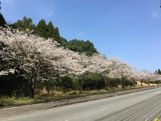 Tokushige-Yokoi-Kagoshima Line (Prefectural Route 206)