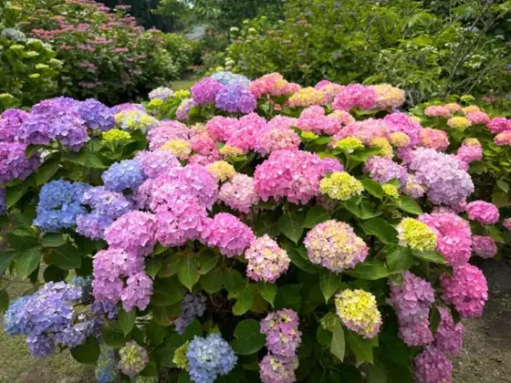 Araigawa Hydrangea Garden
