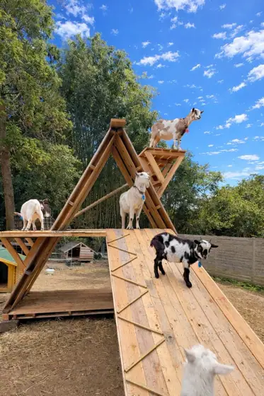 Yagie's Land Petting Ranch