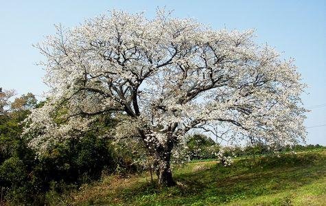 Jigen Cherry Tree