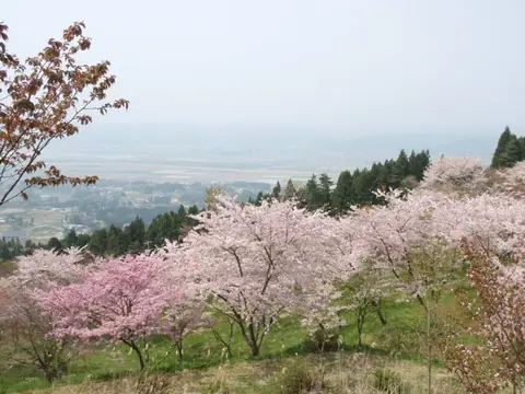 Saigyo Sakura Forest