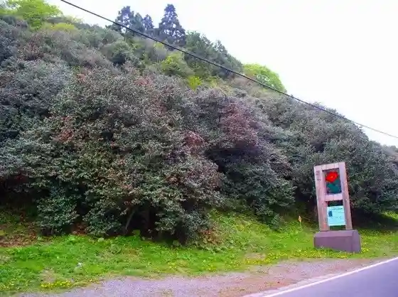 Tsubakiyama Coast