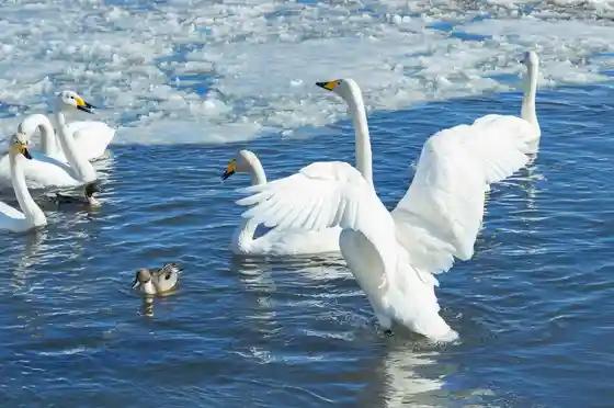 Swan Festival 2026