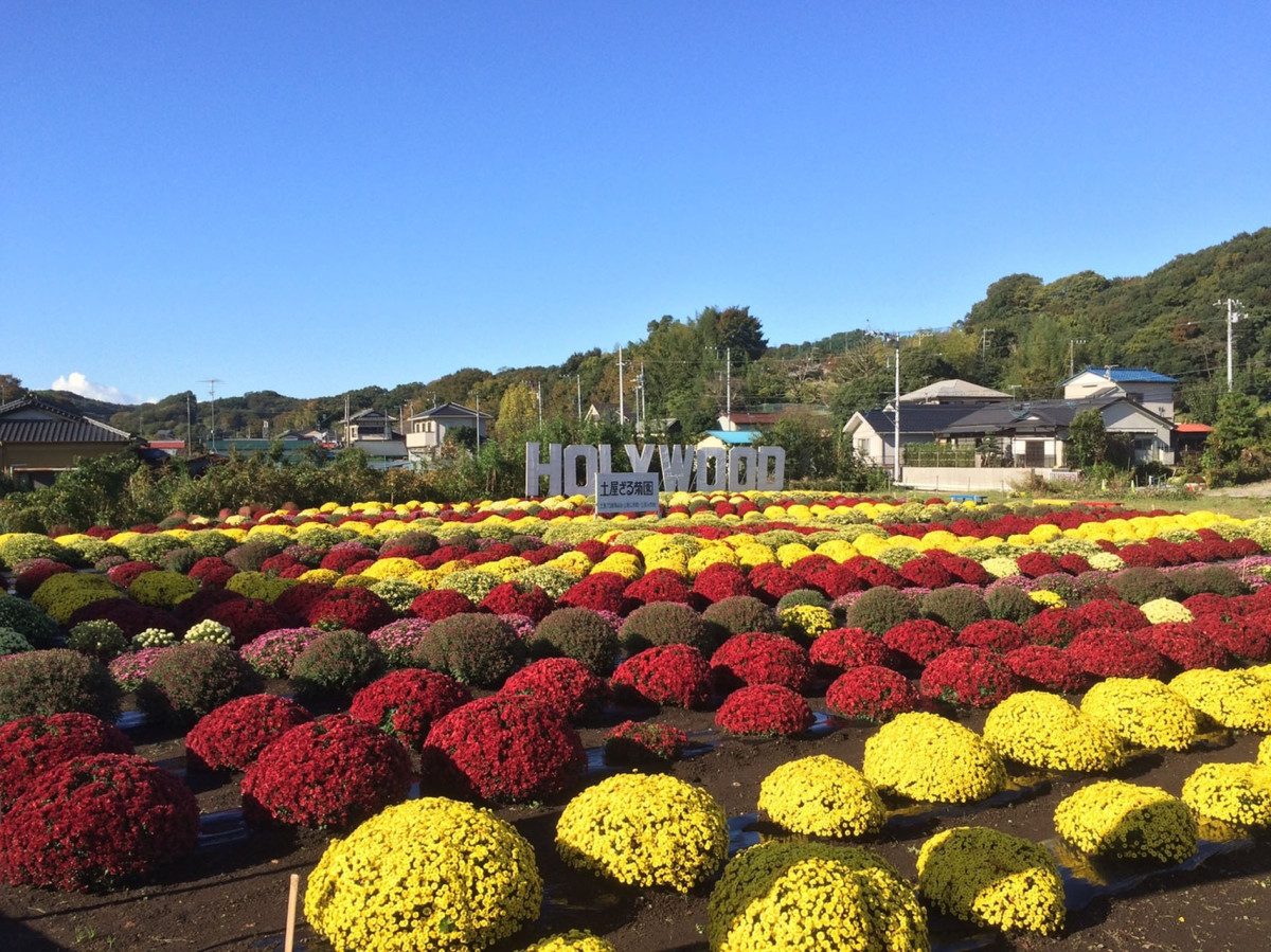 Tsuchiya Basket Chrysanthemum Garden