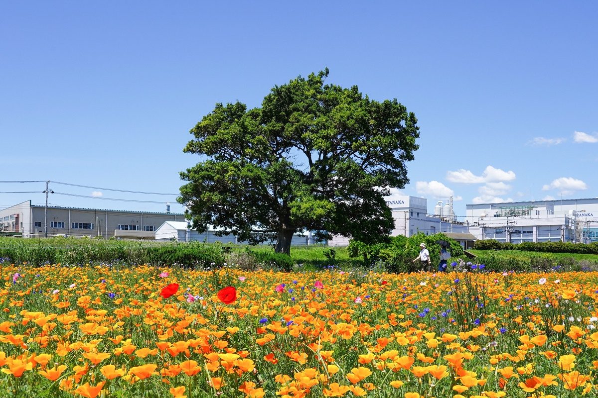 Ishikkusu Banyu Flower Field